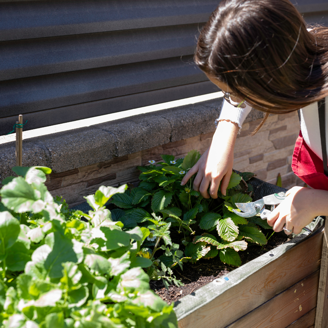 How to Grow Lavender in Pots: A Quick Care Guide