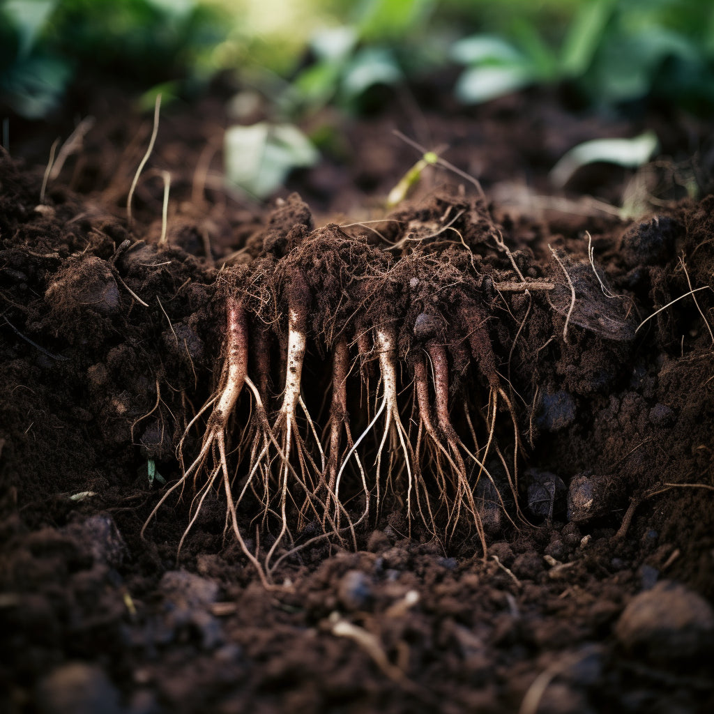 Soil Drenching: A Gardener's Guide to Deep Root Nourishment
