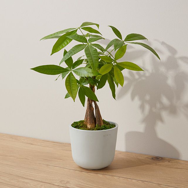 Plant Food for Money Tree: Nurturing Prosperity and Growth