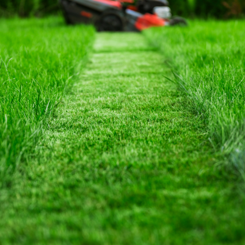 Understanding Lawn's Growth Cycles and Seasonal Needs